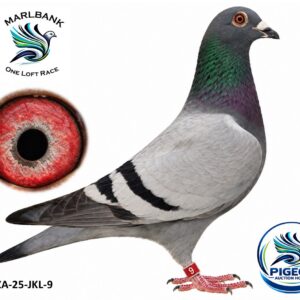 MARLBANK AUCTION 2 - LOT 048 - ZA-25-JKL-9 - EXCUSIVE PIGEON PARADISE 3,0
