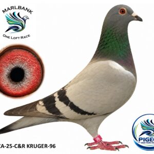 MARLBANK AUCTION 2 - LOT 029 - ZA-25-C&R KRUGER-96 - TEAM GANSBAAI