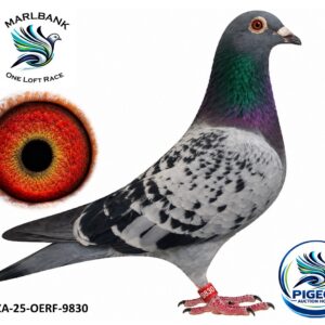 MARLBANK AUCTION 2 - LOT 057 - ZA-25-OERF-9830 - THONE PIGEONS & R&R LOFTS